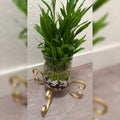 X-Shaped C-Scroll Planter Stand